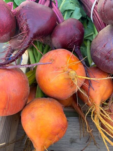 Yellow and purple beets